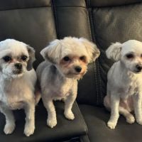 Animal Medical Center of Roane County ico