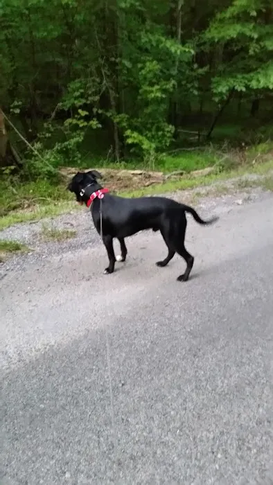 Animal Medical Center of Roane County 4