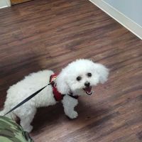 Admiral Veterinary Hospital ico