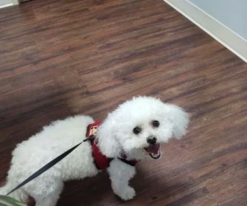 Admiral Veterinary Hospital