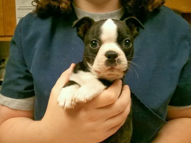 Admiral Veterinary Hospital 2