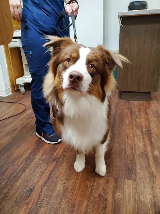 Admiral Veterinary Hospital 8