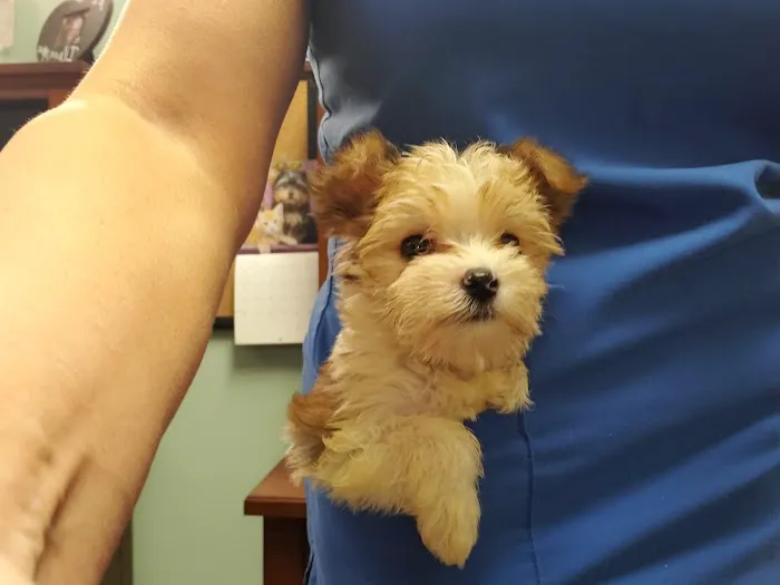 Admiral Veterinary Hospital 7