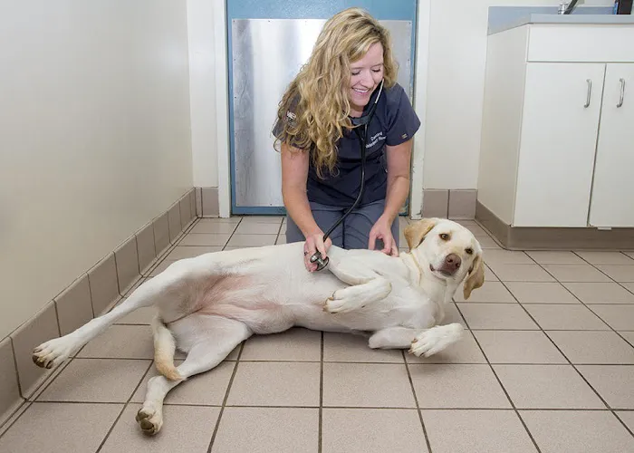 Concord Veterinary Hospital 3