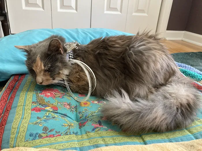 Concord Veterinary Hospital 6