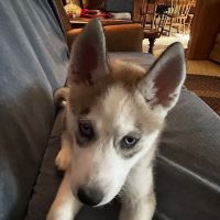 Lentz Veterinary Clinic ico