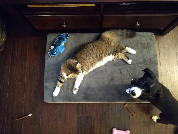 Lentz Veterinary Clinic 9