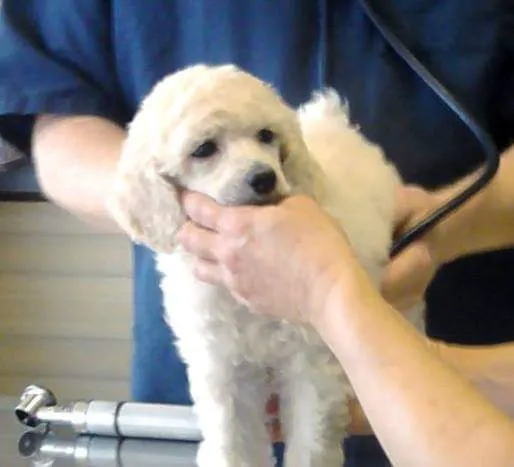 Lentz Veterinary Clinic 10