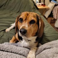 Northshore Animal Hospital ico