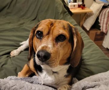 Northshore Animal Hospital