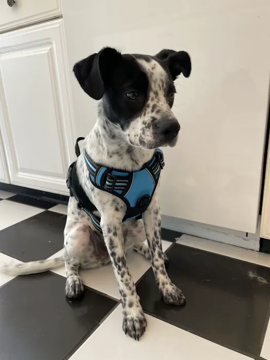 Northshore Animal Hospital 6