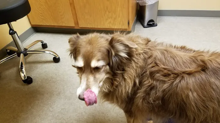 Northshore Animal Hospital 9