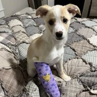 My Pet's Animal Hospital ico