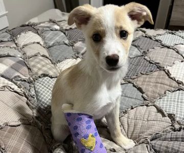 My Pet's Animal Hospital