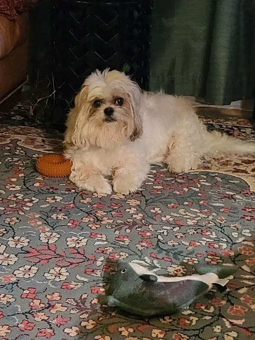 My Pet's Animal Hospital 5