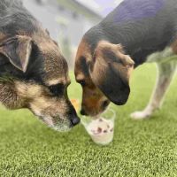 Embassy Veterinary Center Westland ico