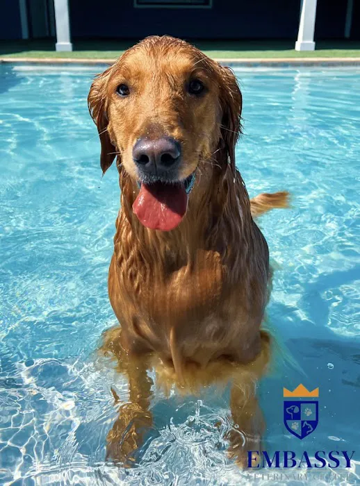 Embassy Veterinary Center Westland 2