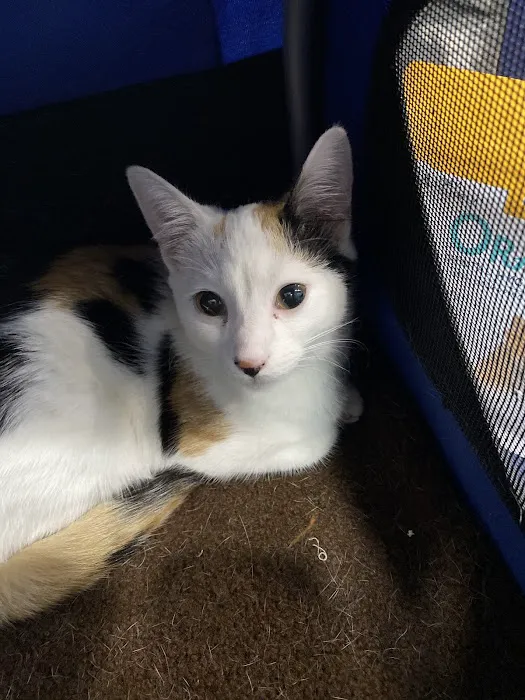 Embassy Veterinary Center Westland 9