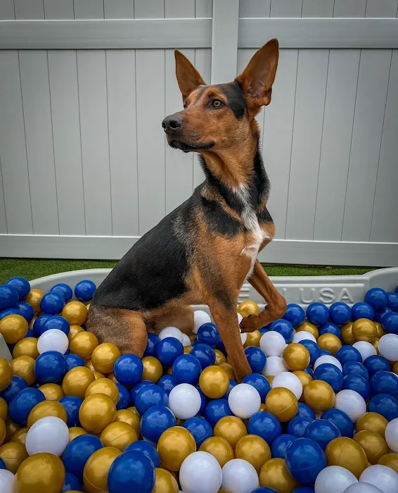 Embassy Veterinary Center Westland 10