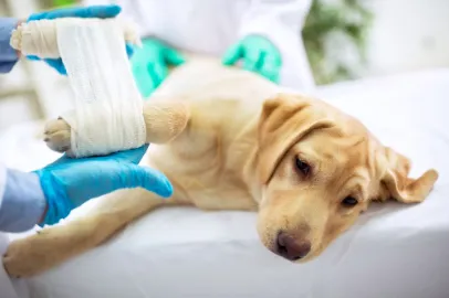 Manson Veterinary Clinic 4
