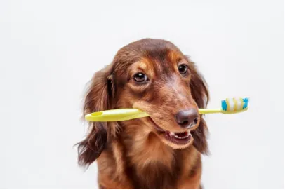 Manson Veterinary Clinic 10