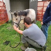 Swiss Farm Veterinary ico