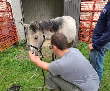 Swiss Farm Veterinary