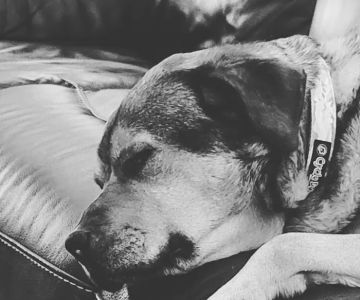 Helping Hands Veterinary Clinc
