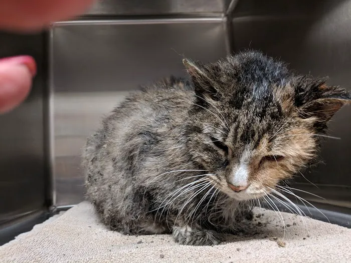 Helping Hands Veterinary Clinc 4
