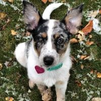 Boone Veterinary Hospital ico
