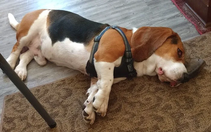 Boone Veterinary Hospital 7