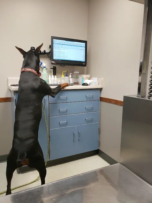 Starch Pet Hospital 2