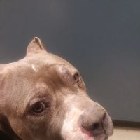Starch Pet Hospital ico