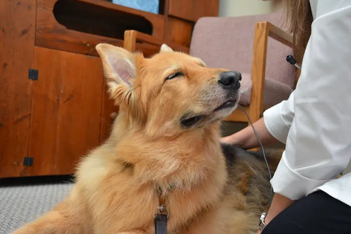 Iowa Veterinary Wellness Center 3