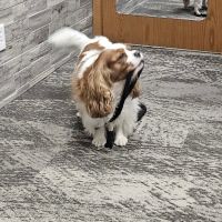Iowa Veterinary Wellness Center ico