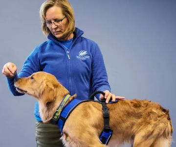 Pawsitive Strides Veterinary Rehabilitation & Therapy