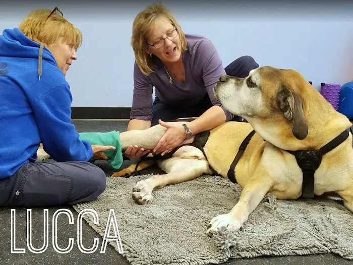 Pawsitive Strides Veterinary Rehabilitation & Therapy 3
