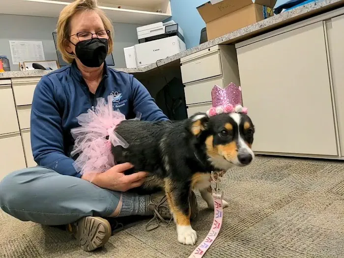 Pawsitive Strides Veterinary Rehabilitation & Therapy 5