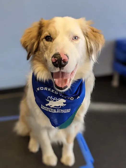 Pawsitive Strides Veterinary Rehabilitation & Therapy 4