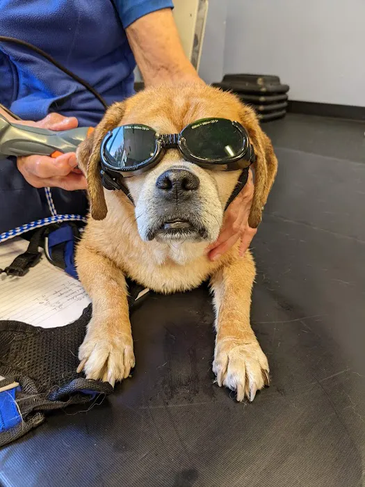 Pawsitive Strides Veterinary Rehabilitation & Therapy 8