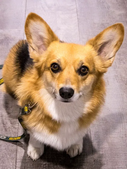 Pawsitive Strides Veterinary Rehabilitation & Therapy 7