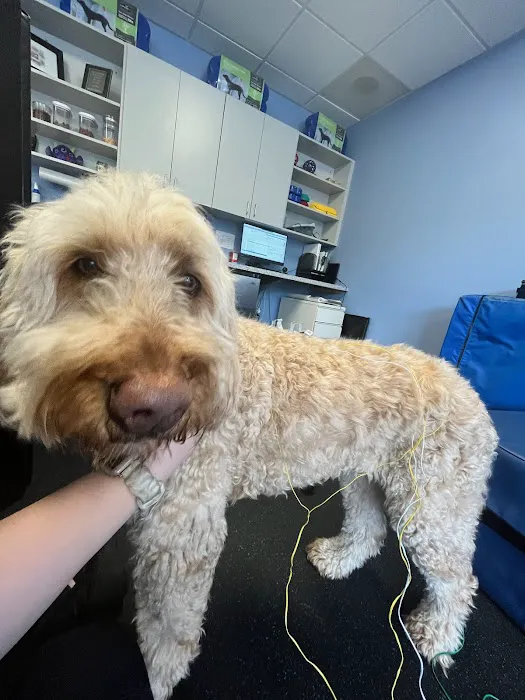 Pawsitive Strides Veterinary Rehabilitation & Therapy 9