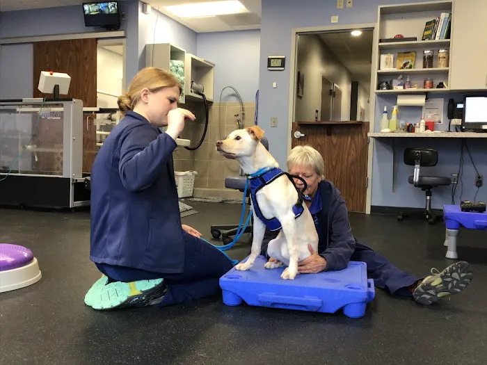 Pawsitive Strides Veterinary Rehabilitation & Therapy 10