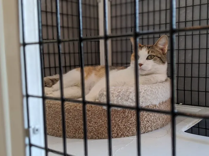 Ingersoll Animal Hospital 4