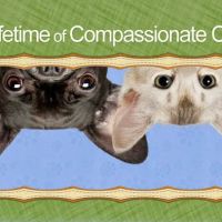 Ingersoll Animal Hospital ico