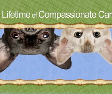 Ingersoll Animal Hospital