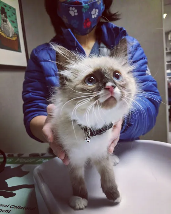 Ingersoll Animal Hospital 9