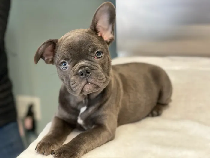 Family Pet Veterinary Center 2