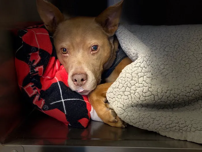 Family Pet Veterinary Center 6