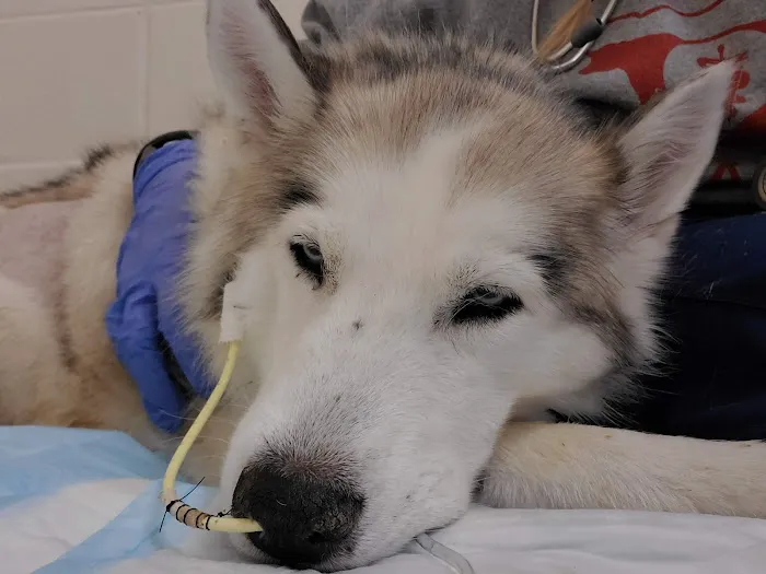 Iowa Veterinary Specialties: Appel Portia DVM 2